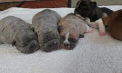 I have 2 amazing Male French Bulldog Puppies!
These little boy's are exceptional quality!...Nice big head's, flat face's, thick bone, and nice 'n' cobby!
Parents are of great health, structure and temperament!!
I currently have 1 solid blue brindle,1 Blue