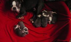 This litter was born June 3rd.
PICTURES TAKEN : 7/03/13
The first 4 pixs are of the available male. The other pixs are of our small female, They will be vet checked , wormed and vaccinated. male 1200 full reg. , small female 1000 limited reg . They will