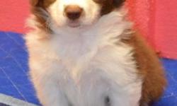 Border Collie puppies litter of seven, 3 males and 4 females born 2-8-15. These are AKC registered and will be microchipped, have first two puppy shots, wormed and have two vet visits before leaving. A non refundable deposit of $100 will hold puppy of