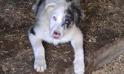 13 week old Blue Merle pup. Both eyes are blue. Great bloodlines. Herding mother, father companion. Loves to go on hikes, already. Very handsome. Current with vaccinations and worming. Forever home, only.