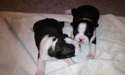 Now taking deposits on these AKC Registered Boston Terriers. They will come with full AKC papers,UTD shots and worming. They are raised in our home with our other animals and children. I currently have 2 males left. One brindle/white and one Black/white.
