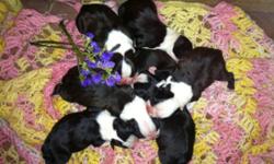 Beautiful Boston Terrier puppies born 3/13/15. Mom is AKC Blue Boston terrier and dad is AKC black and white. They carry the blue gene. Will come with AKC pet registration papers, first shots, and dewormed. Currently have males and females. Taking $150