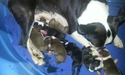 I have a litter of Boston Terriers (7 pups) that were born July 29, 2013.
I now have 4 puppies still available for deposits:
1 Male Black and White
1 Male Red and White
2 Female Red and White
Included in the price:
AKC Registration Papers - FULL
Dewclaws