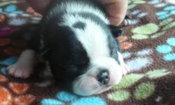 I have a litter of male AKC Boston Terrier puppies available. $1000 with full breeding rights and $900 with limited registration.
They were born in my upstate country home where they are the center of attention.
They will be vet checked, wormed, and