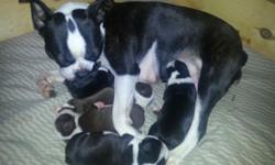 ****** Boston Terrier Puppies ******
Date of Birth: January 28, 2015
2 Red and White (males) / 2 Black and White (females)
Both parents are AKC and on premises
Located Eastern Long Island NY
Included in Price: $1200
Vet Checked Puppy
AKC Paperwork
1st Set