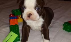 AKC Boston Terrier puppies / Home raised
7 weeks old, Born January 28 2015
$1200 : price includes
AKC Papers (full registration)
1 year health guarantee
Dewclaws Removed
Dewormings
First Set Puppy Shots
Parents on premises
Located Shirley/E Yaphank area