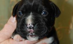 Beautiful Litter of Boxer puppies Born October 4th.
Will be ready to go November 29th.
Taking Deposits Now.
Available puppies are:
White Female
Classic Brindle Female
Flashy Brindle Female
Classic Black Female
(I have a deposit for 1st pick of the three