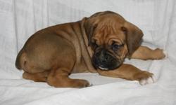 4 sweet little boxers available!
1 Female
3 Males
See website for more details:
www.littlemountainboxers.weebly.com