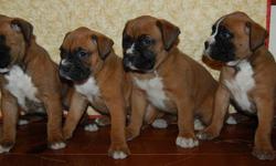 4 Grogeous Boxer Puppies Born December 24, 2012
Will be ready for new homes February 18th
Still Available:
Semi Flashy Fawn Female (picture 2)
Semi Flashy Fawn Male (picture 3)
Tails Docked, Up to date Shots/Dewormer and Vet check.
AKC limited