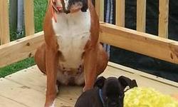I have AKC Boxer Puppies
2 White Females
1 Brindle Male
1 White Male
They will be ready to go to their new homes on the week of July 8th
If you would like pictures please send me an e-mail at [email removed]