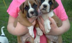 AKC Boxer Puppies
Ready July 16th
Tails docked/Dewclaws removed
3 Males
6 Females
Healthy/vet checked
600.00 males
700.00 females
Call 716-785-4445 for directions