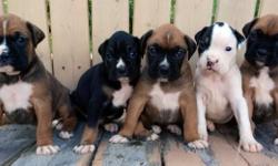 2 Litters of AKC Registered Boxers Puppies
First Litter
DOB 07/16/2014
1 Fawn Female -- $800
2 Fawn Males -- $800 each
1 Black/Tan Male -- $900
1 White/Black/Tan Male -- $900
Second Litter
DOB 07/18/2014
2 Brindle Males -- $800 each
1 Brindle Female --