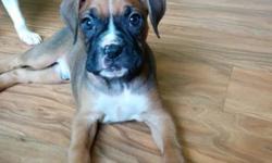 Serious inquiries visit my website and fill out the puppy application
www.keeferkennels.weebly.com
Four Beautiful Boxer Puppies Available
Ready to go to their new homes NOW!!!
8 weeks old September 10, 2014
Fawn Male
Fawn Female
Black/Tan Male
