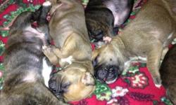 AKC Boxer puppies; 3 male puppies brindle/black masks are left.
Tails and dewclaws done. First shots will be done. Ready to go home 1/25/15.
Check out my facebook page for more pictures and information:
www.facebook.com/cjsboxerpups
$600.00; taking