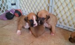 I have 4 beautiful Boxer puppies left!! Born June 12. Mom is a beautiful flashy fawn and Dad is a very handsome fawn with black mask. Dad is a mohogany red and Mom is a little lighter. 2 males and 2 females left. Mom and Dad both AKC registered and in