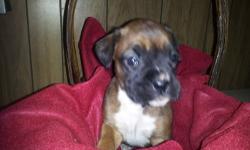 Born 10/23/13
6 AKC BOXER PUPPIES FOR SALE
FAMILY RAISED
3 MALES AND 3 FEMALES
1 BRINDLE AND 3 FAWN Left
DEWCLAWS, TAILS REMOVED, VET CHECKED, AND HAVE BEEN DEWORMED
MOM,DAD AND 3YR OLD SISTER ON PREMISE
WE ARE READY TO GO TO OUR NEW HOMES
$650.00 FIRM
IN