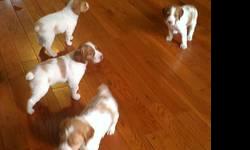 AKC champion bloodlines. 1 orange and white male puppy ready to go. Parents on premises. Parents are my hunting dogs and our family pets. Puppies are family raised and well socialized. 1st shots, wormed, tails docked, dewclaws removed.