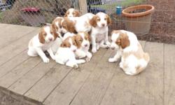 1 orange and white puppy born March 17 ready to go May 10th. Parents are on premises. Championship bloodlines. Family raised and well socialized. Parents are my hunting dogs and our family pets.