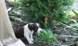 2 Beautiful purebred Brittany puppies. 2 Females ( 1 Liver and White, 1 Orange and White) . 4 Weeks Old, born May 28th. Tails Docked, Dewclaws removed. Will be dewormed and have first shots before going to their new homes. Both mom and dad on premises.