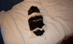 AKC brown & white female Shih Tzu puppy,born 9-3-12,champion bloodlines.1st shots,wormed,vet checked & on revolution.$459.00 with full AKC registration application or $350.00 with limited registration application.Phone# 585-392-7683