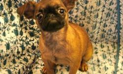 Tanzanite is an AKC registered , spayed female smooth coated Brussels Griffon. I purchased her to be in my breeding program but due to a uterine infection she needed to be altered and now I am looking to find her a loving, forever home. Her dob is