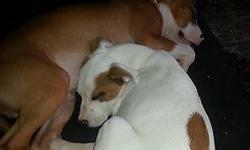 Bull terrier puppy $900 Call for more info 585-317-4782