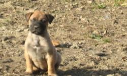 i have 2 fawn large male 8 weeks old bullmastiff male pups, they have been wormed a couple times and given there first set of shots. reduced price to get them a home soon, there sire is 170 and not yet 2 years old.
make me a fair offer.