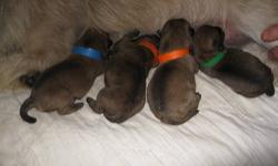 AKC male pups -one dark brindle and one Wheaton color. Ready to go -current on shots and deworming $350.