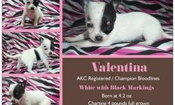 Viviana is a beautiful smooth coat chihuahua puppy from Champion Davishall Bloodlines. She is registered with the AKC and her parents Bianca and Angelo are DNA tested, OFA health certified and have had all genetics testings done and free of any congenital