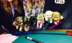 We LaShomb's Pomeranians have a litter of 6 AKC Champion Bloodline Pomeranian puppies for sale to the right forever homes/small forever breeding homes! Foxy and Truffles produced 4 males and 2 females, all different colors! Foxy (dam) is cream sable parti