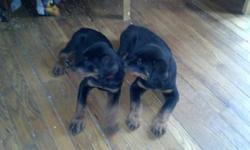 Hello Rottweiler lovers,
My name is Sheri, and I currently have a litter of 8 AKC Champion bloodline , Rottweilers, 9 weeks old ! I have 2 males, 6 females left, tails and due claws are done and all vaccination are up to date. The one thing I must insist