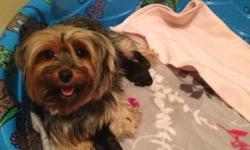 I have a female yorkie puppy i am accepting a deposit on please call 315-486-2646
This ad was posted with the eBay Classifieds mobile app.