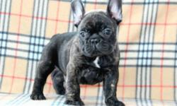 AKC champion blood line French Bulldog Puppies for sale.
There are three male puppies available and they are from Champion European bloodlines. They are home raised with plenty of love and attention. They will be sold with limited AKC registration.
When