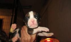 We have a beautiful litter of Champion line boxer puppies. 4 boys 3 girls. They will be ready to go to their new homes on 10/19/13/ I own both mom and dad and this is the 3rd litter for my female and 4th litter for my male. My male has produced great