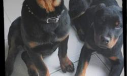 Hello Fellow Rottiewieler Lovers,
My name is SHERYL BORNE ;
Our family has been blessed with a beautiful litter of ;
AKC registered ,German ,Champion pedigree, purebred Rottweiler puppies .
We have been Rottiewieler Lovers/ Owners for almost 20 yrs.
We