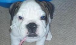 AKC CHAMPION BLOODLINE ENGLISH BULLDOG PUPPIES.
The puppies date of birth was March 4, 2014 and will be getting their health certificate and shots on 04/23/14. I have also put advantage multi on all of them for the month. Taking deposits now and may