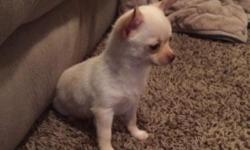 This adorable male Chihuahua puppy is now ready to go to his new home. He will be around 4 - 4 1/2 lbs full grown. He is up to date on vaccines and has been health checked. His parents are AKC Champions. He is very friendly and loves other dogs. Please