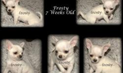 Frosty is a gorgeous male. Beautiful head, short muzzle and big eyes (but not buggy eyes). Sweet and friendly. Always wagging his tail. Frosty is CH grand-sired and CH grand-dame on mom's side and CH dame on sire's side. Parents are sweet and very