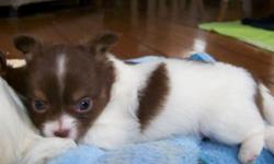 "Jack" is a spunky little longcoat chocolate on white male Chihuahua looking for his forever home.
He is currently 5 1/2 weeks, so he is available for deposit. He is the last one available of a litter of six beautiful, healthy babies born on April 10,