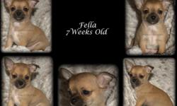 Fella is shy at first but opens up quickly. Fella is CH grand-sired and CH grand-dame on mom's side and CH dame on sire's side. Parents are sweet and friendly. Had his vet visit and received first set of puppy shots. Pee pad training started and doing