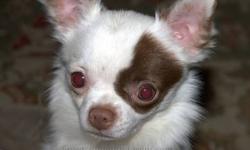 Boo Bear is one of the sweetest Chihuahuas you will ever meet. Loves to play, loves to be in your lap too. Pee pad trained and goes outside. Up to date on shots/rabies. Heartworm preventative monthly. He is GRAND CHAMPION sired. He is also GRAND CHAMPION