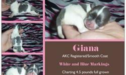 Gia and Giana where born on 7/4/13 and are charting to be 4lbs to 4.5lbs full grown. Gia and Giana are smooth coats, AKC registered little girl and she comes from Champion bloodlines on her fathers and mothers side. Her parents are Nikki and Angelo whom