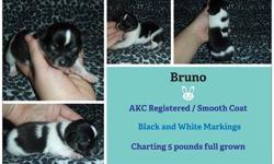 Franco and Bruno where born on 6/24/13 and they are charting around 4.5 to 5lbs full grown. Franco and Bruno are smooth coat, AKC registered little boys and have over 38 Champions in there bloodlines including lines from BK's, Jocals, Duval, and