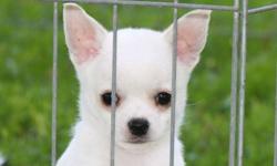 This beautiful AKC Chihuahua male puppy is available. He is 8 weeks old and will be ready to go in a week. He is up to date on vaccines and has been vet checked. He has a super sweet personality and loves everyone!