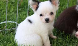 This beautiful little long coat male Chihuahua puppy is available. He is 8 weeks old and will be ready to go to his new home in another week. He is full of personality! He loves everyone and other animals. Up to date on vaccines & vet checked.