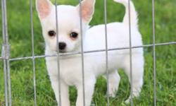 This beautiful AKC Chihuahua male puppy is available. He is ready to go now. He is up to date on vaccines and has been vet checked. He has a super sweet personality and loves everyone!