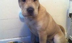 I have a beautiful healthy Lilac Dilute Chinese Shar-Pei for sale. She's really friendly and gets along with other dogs. Her eyes never had to be tacked and declaws removed. She comes with immunization record with all her up to date shots and her AKC