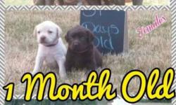 AKC REGISTERED CHOC MALES AND FEMALES AND YELLOW MALES AVAILABLE, BORN MAY 18TH. $200 DEPOSIT TO HOLD WHICH IS NON REFUNDABLE. PUPPIES ARE $600 AND COME WITH FULL AKC REGISTRATION. VET CHECKED, SHOTS AND WORMED AT 2 4 AND 6 WEEKS. PICTURES CAN BE SEEN AT