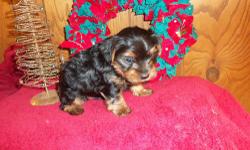 This little boy is a Chocolate Yorkshire Terrier.He will carry the Gene for the Chocolate puppies and the standards.He will be up to date on his shots and worming.He will be ready for his new home the first part of January,He will have his first set of