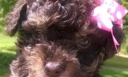 Adorable chocolate phantom female Toy Poodle puppy. Born 7/11/14. Ready to go to her new home September 5. She comes with age appropriate vaccines and worming. Also a 2 year health guarantee. Her Mother is a 5 lb solid chocolate and Dad is a 4 pound